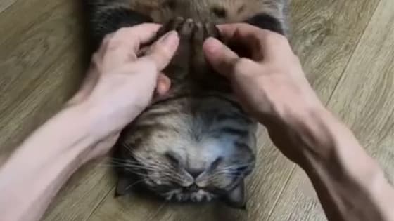 Cats who enjoy massage all the time, the technique is very good