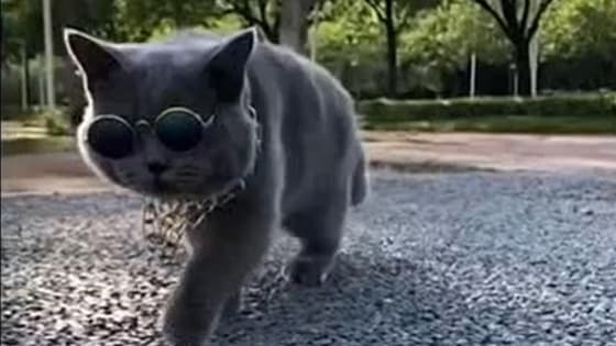 This cat is wearing sunglasses, it is really handsome to me.