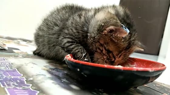 This little cat, even fell asleep while eating, so that the face is full.