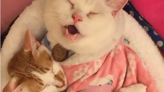 When the cat was sleeping, his mouth was still open and he wanted to give him a mask.