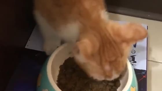 The kitten will answer the owner's question while eating cat food.