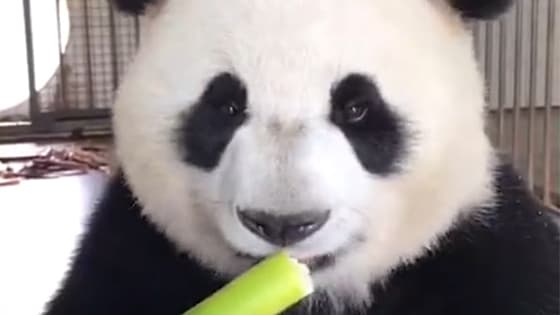The same is to eat, see how the giant panda eats so delicious!