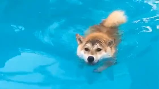 A cute dog is swimming towards you, and its swimming skills are very skilled.