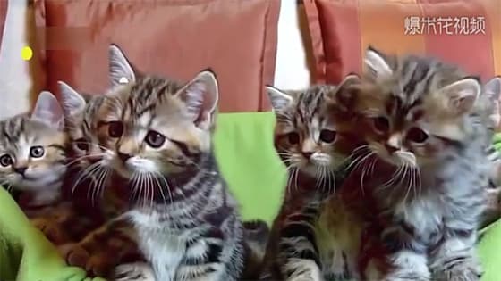 The four-legged kittens are so cute when they shake their heads together at the camera.