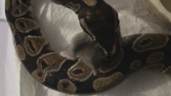 The spotted boa constrictor swallowed the scene of the little mouse. It was really thrilling.