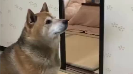 Shiba Inu is just as strong as the owner wants food to eat!