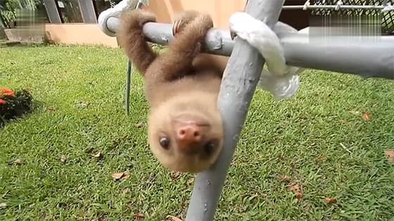 The sloth’s voice is so cute.