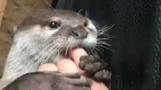 Being so spoiled by the otters, I can’t work at all.