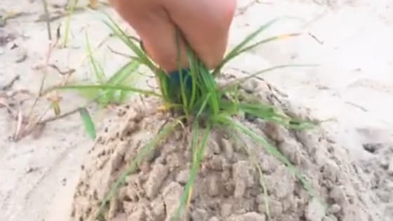 Grass is small, but its roots are strong!really interesting.