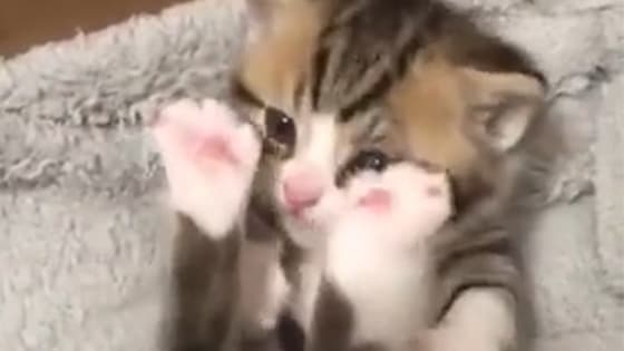 The kitten is licking the pink paws, so cute.