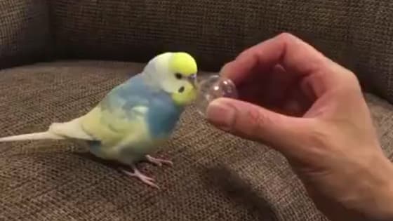 This budgie is so cute when playing games with the owner!
