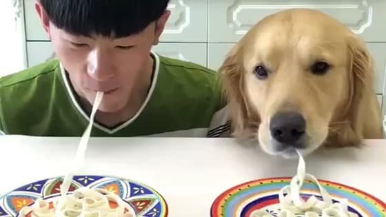 The owner and the Golden Retriever play together to eat noodles