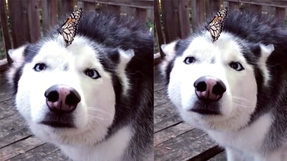 Husky attracting butterflies!