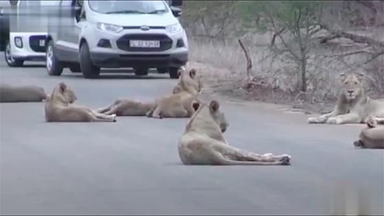 A group of lions are robbing, You will never guess at the end.
