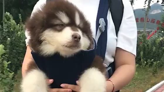 A dog that was held by its owner seemed not to have fully waken up.