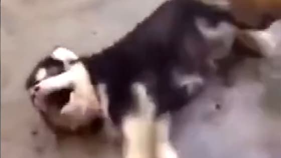 This siberian husky's false action is too funny!