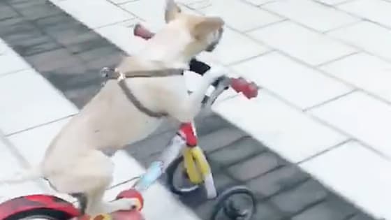 This dog is going to ride a bicycle like a human. It’s really fun.