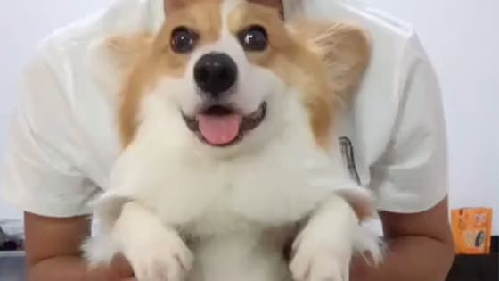 The Corgi dog performed with the owner, but he was absent-minded.