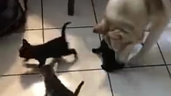 In order to play with the kittens, the big dogs are on time and in front of the kittens.