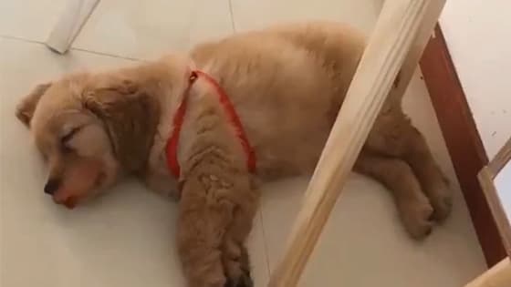 A dog who will bbox, practice while sleeping
