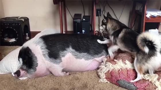 The owner had a dog and a pig , and the relationship between the two of them seemed very good.