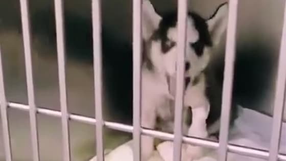Listen to the doctor said he can discharge from the hospital, this husky happily sang a song..