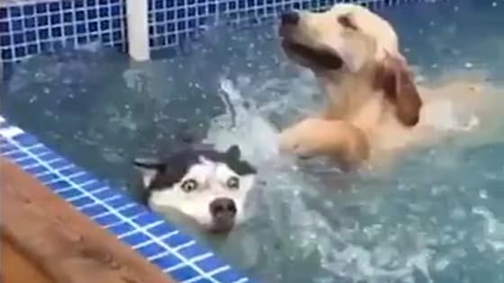 HUSKY:Golden Retriever, you explain to me the situation just now.