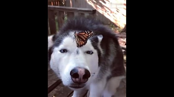 A butterfly fell on the head of the second horse, and the wings were slightly fanned, making the dog