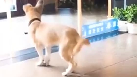 Even the beat of a dog is so good.Do you have any reason not to dance?