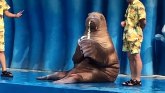 Sea lion who plays saxophone! This sea lion has great talent!