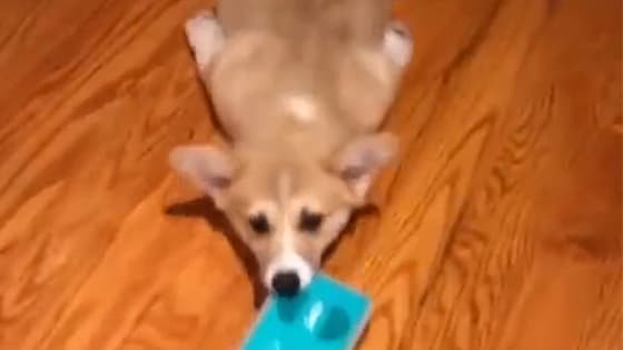 Corgi: Don't play with me, don't want to clean it!