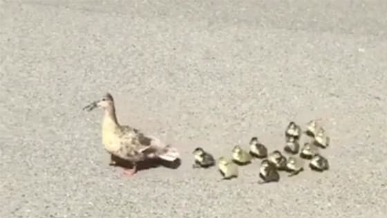 Mother duck doesn't care about children!It leave this place alone!