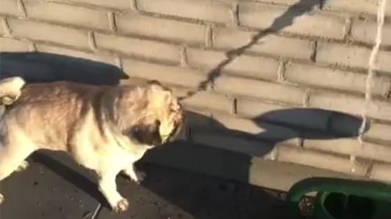 This dog’s IQ is basically saying goodbye to drinking water.