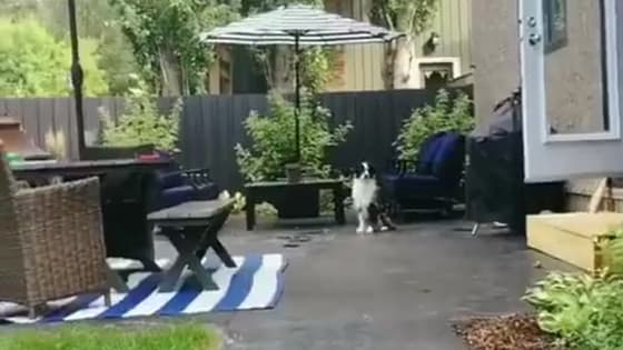 The owner made an ok gesture and the dog immediately ran to him.