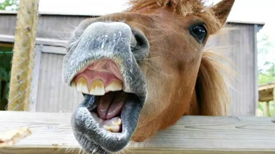 Have you ever seen a horse opened its big mouth?