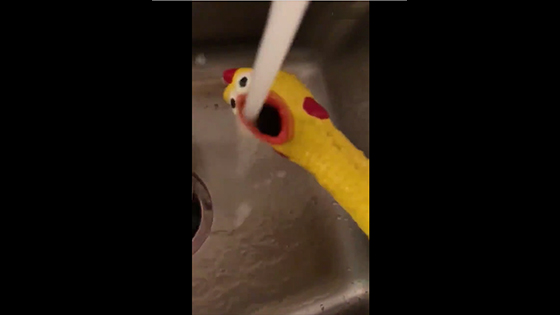 Screaming chicken for the first time to experience water
