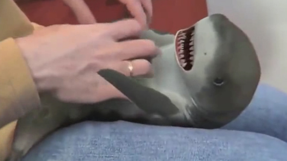 Touching the shark's stomach, this reaction is so cute.