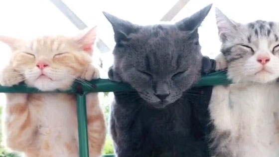 The cat in the middle is not tired of your tail?