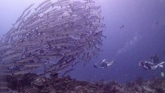 Diving to meet a large group of fish, it is really beautiful.