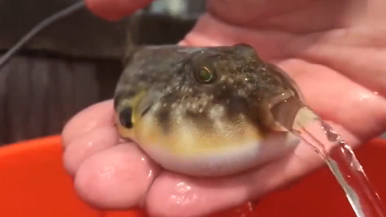 Puffer fish's stomach is all water.