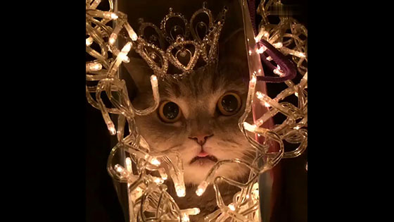 The mirror mirror tells me who is the most beautiful cat in the world.