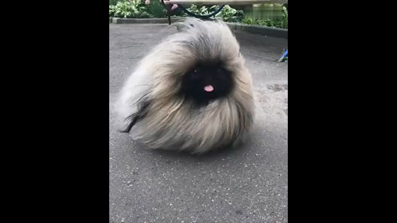 I saw a hair ball monster for a long time.Like a cute toy