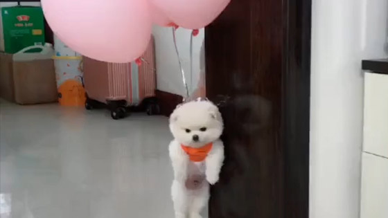 The little Pomeranian dog flew into the air, and his face looked so cute!