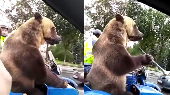 A big brown bear was riding a tricycle on the road