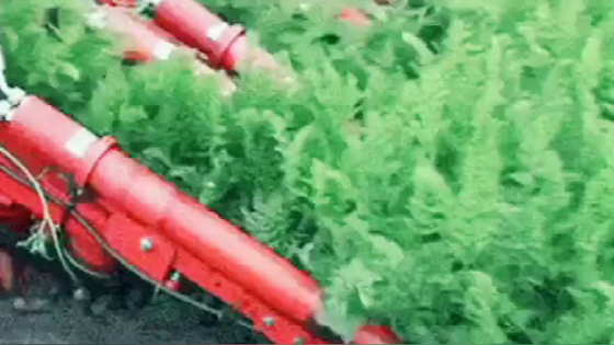 Rarely seen, the carrot harvester used to work like this.