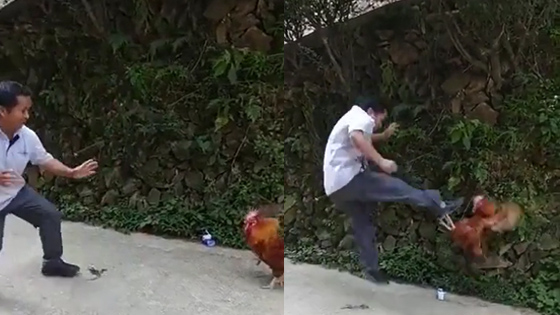 A man and a chicken do such a thing,so funny.