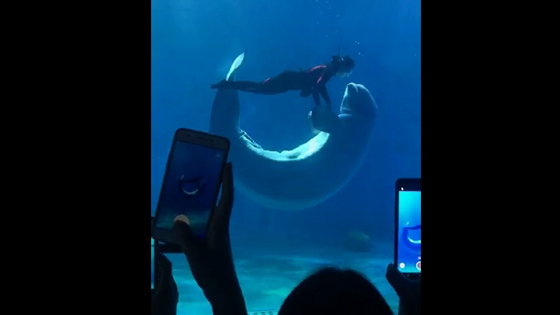 Wonderful aquarium show, people and whale dancing in the water.