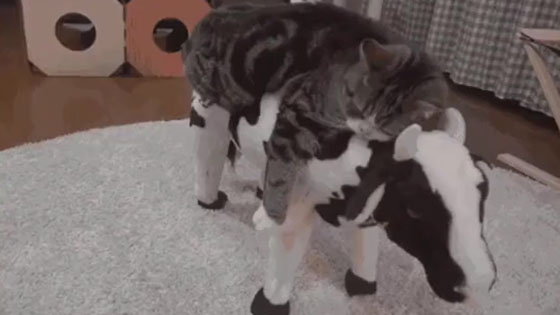 The cat slept on the toy cow and seemed to be very laid-back!