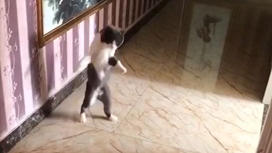 A cat who dances when he hears music, feels like a party cat at home!
