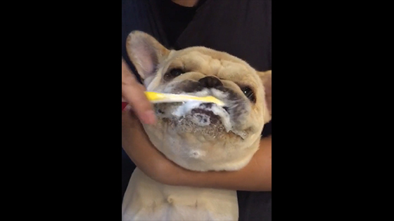 Dogs that are so embarrassed to brush their teeth, where to find!